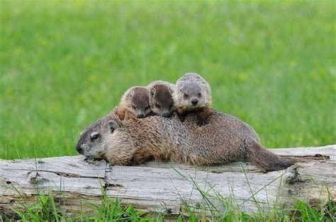 Adorable Baby Groundhogs That Will Make You Forget About Winter | Baby ...