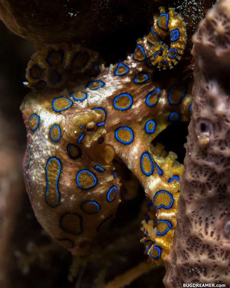 5 Blue-Ringed Octopus Facts That'll Leave You Shook! - OctoNation - The Largest Octopus Fan Club!