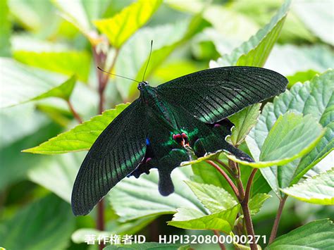 オオクジャクアゲハ Papilio arcturus - 海野和男のデジタル昆虫記 - 緑のgoo