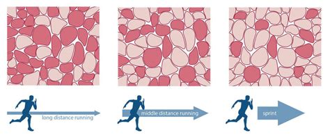 10.06.20 - Types of Muscle Fibers - Amanda Jackson Whitney | Library | Formative