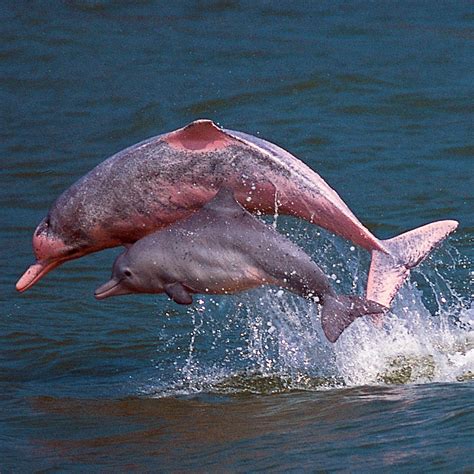 Pink Dolphins Have Returned to Hong Kong Due to Reduced Marine Traffic