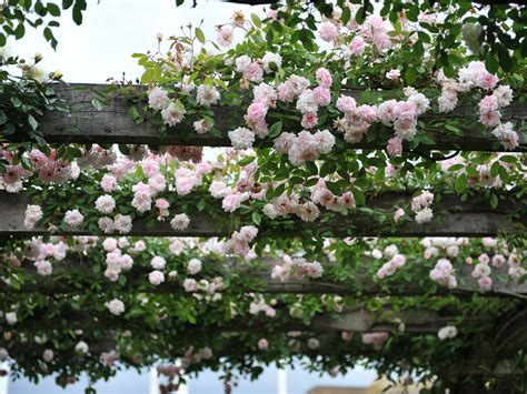 Cecile Brunner Climbing Rose - Heritage Fruit Trees