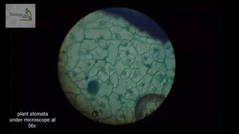 plant stomata under microscope - YouTube