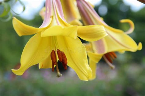 Yellow lilies in park stock image. Image of outdoors - 96418757