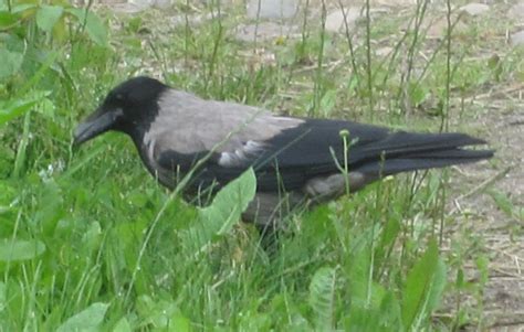 Cannundrums: Hooded Crow