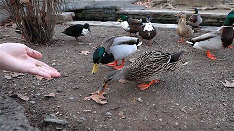 Fun Feeding The Mallard Ducks | Up Close | Lititz Springs Park - YouTube