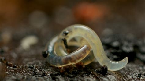 Potworm Lyprauta spp. in Phalaenopsis - Tryptomera