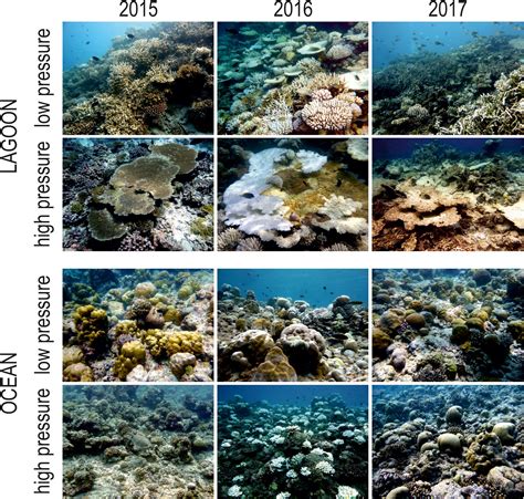 Frontiers | Influence of Local Pressures on Maldivian Coral Reef Resilience Following Repeated ...