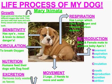 Mrs Smallwood's Science classes: MRS C GREN POSTERS