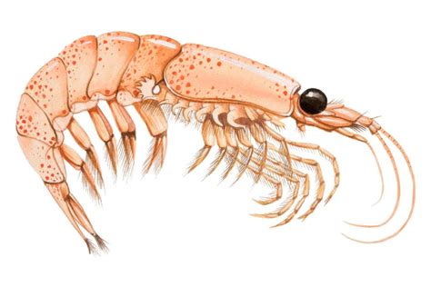 A Comparison of Krill and Fish Oils: Is One Better Than the Other? | CalorieBee