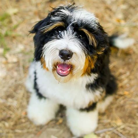 #1 | Bernedoodle Puppies For Sale In Phoenix AZ | Uptown