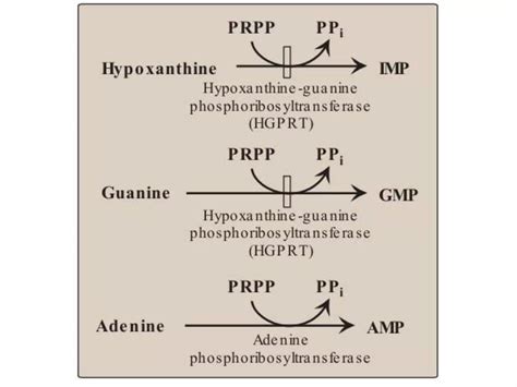 purines Metabolism.pptx