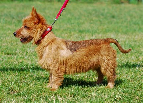 Australian Terrier - Puppies, Rescue, Pictures, Information ...