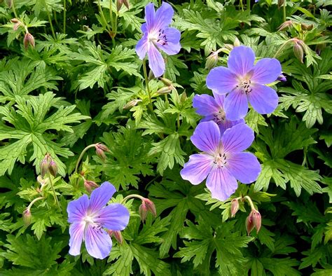 Geranium 'Johnson's Blue' Perennial Geranium, Hardy Geranium, Perennial ...