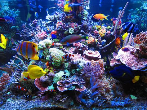60 Coral Reef Desktop Wallpapers - Download at WallpaperBro | Reef safe fish, Coral aquarium ...