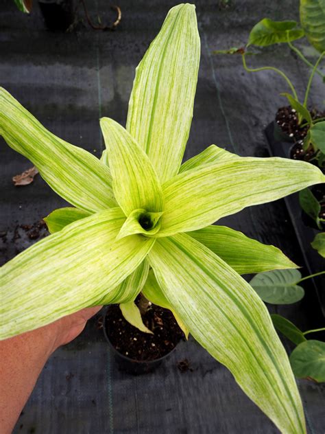 Callisia fragrans Variegated – Brian's Botanicals