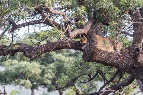 Big 5 Safari South Africa - Hluhluwe Game Reserve