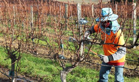 Pruning Tips and Tricks to Ensure Successful Growth | The Grapevine Magazine