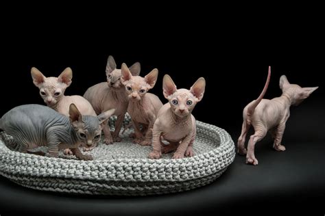 6 Hairless Cat Breeds You Should Definitely Learn About - Wise Kitten