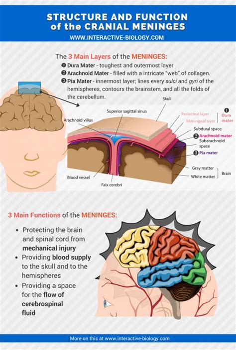 There are 3 layers of protection and support between the brain and the ...