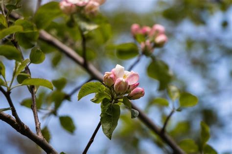 Premium Photo | Spring flowers blooming apple tree in spring natural flower background