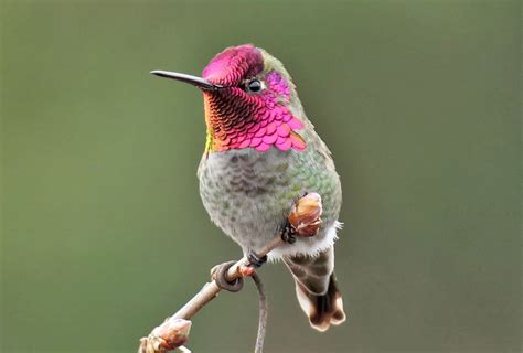 Some Hummingbirds Perch in the Open | BirdNote