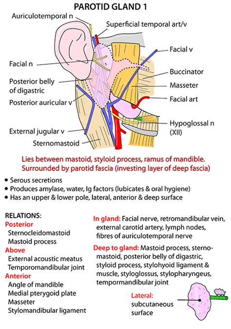 Glandulas Salivales Anatomia - SEONegativo.com