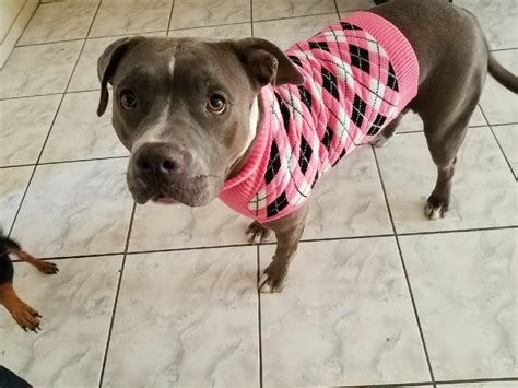 Her new sweater. | Animals, Cute, Dogs