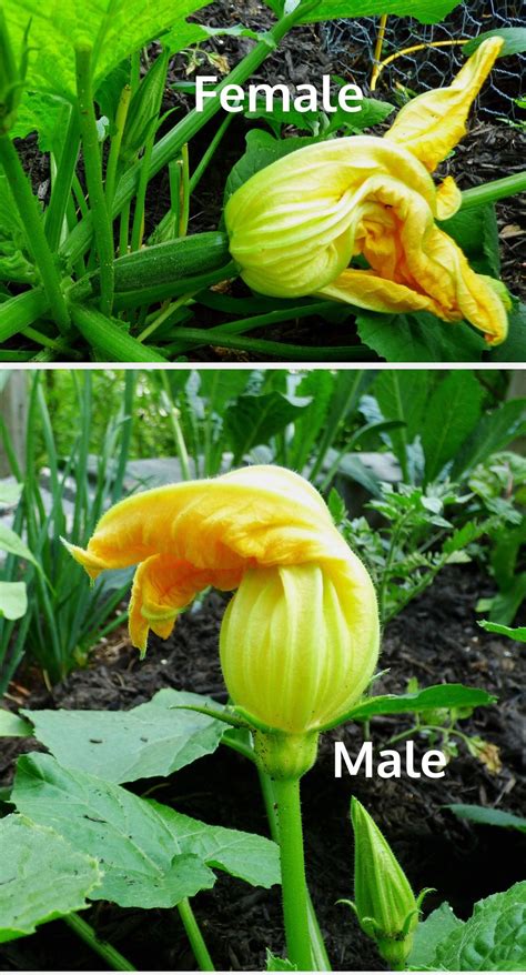 Pumpkin Plant Only Male Flowers | Best Flower Site