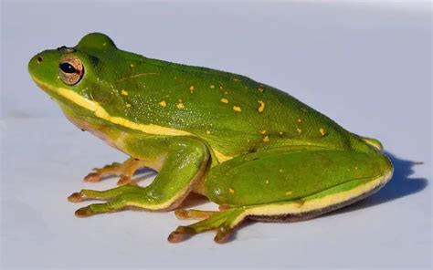 American Green Tree Frog | The Animal Facts | Appearance, Diet, Habitat