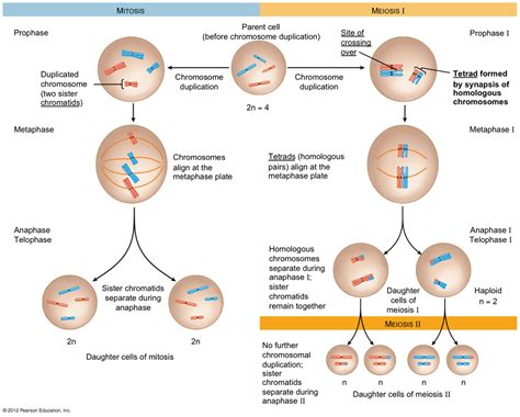 Cell Division