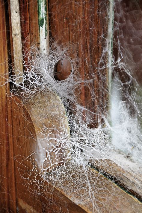 House Spider Web (Sprayed) | Web of a Black House Spider ( B… | Flickr