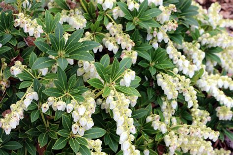 Pieris japonica ‘Cavatine’ Dwarf Lilly of the Valley shrub | Northwest garden, Trees and shrubs ...