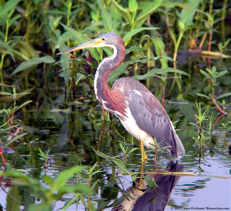 Laura's Tricolored Heron photos