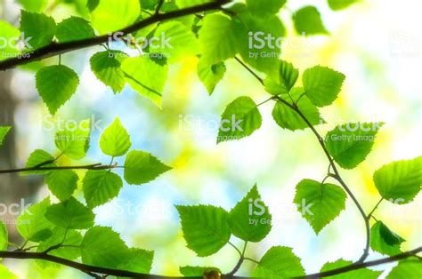 Green leaves of Birch.