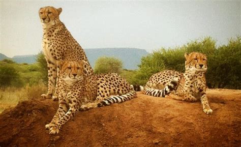 Cheetah Conservation Fund covers a lot of ground – Fossil Rim Wildlife ...