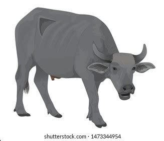 Isolated Water Buffalo Vector Design Stock Vector (Royalty Free ...