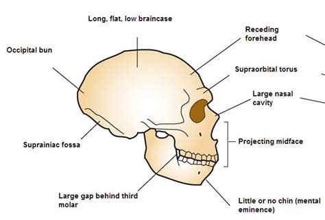 Difference Between Neanderthals and Humans | Definition ...