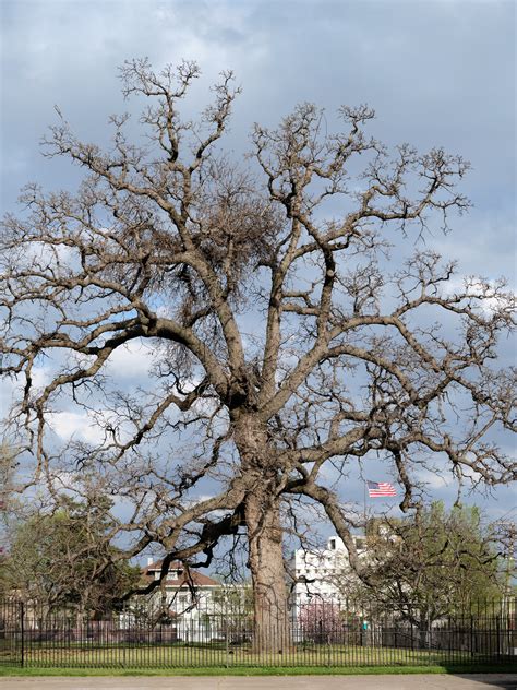 Creek Council Oak — Gathering Growth