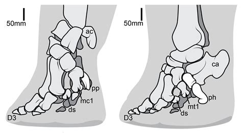 The Science of Anatomy Is Undergoing a Major Revival | HuffPost