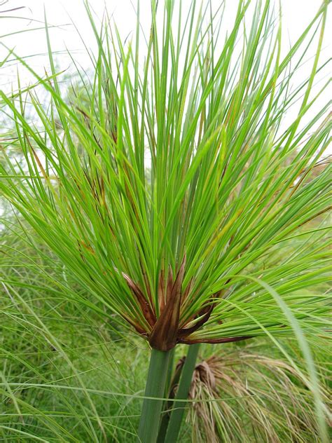 Cyperus papyrus (Egyptian Paper Reed, Giant Papyrus, Paper Reed ...