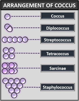 Bacteria Arrangement