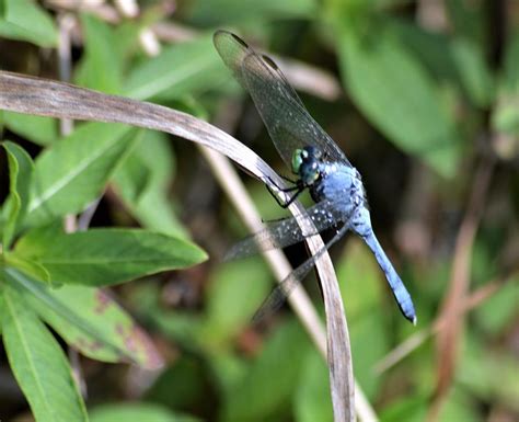 Common Green Darner Dragonfly Photograph by Warren Thompson | Fine Art America