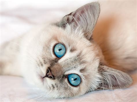 Beautiful Cats With Blue Eyes That Are Truly Captivating