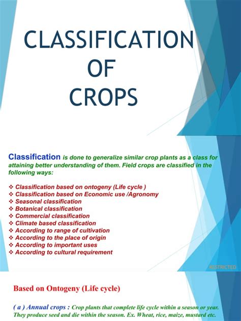 A Concise Guide to Crop Classification: Organizing Agricultural Produce ...