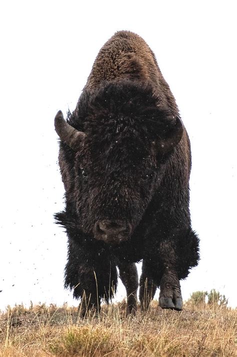 Bison Charging Photograph by OLena Art | Fine Art America