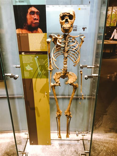 A Visit To The Museum: Exploring the Bones of the American Natural History Museum | JonsBones ...