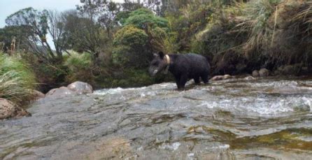 Mountain Tapir | Movement of Life