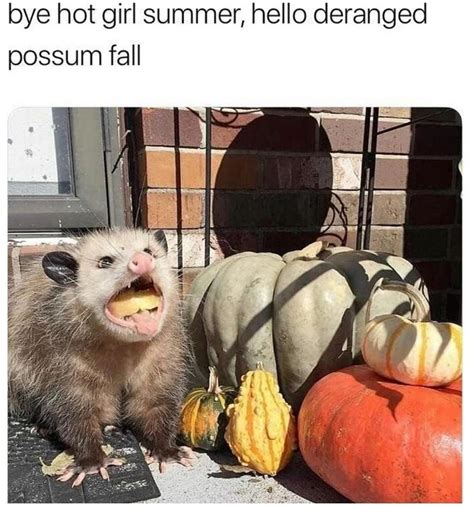 40 Possum Memes for the Trash Eaters at Heart - Funny Gallery | eBaum's ...