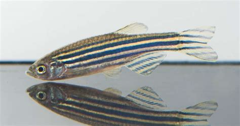 Down syndrome gene in zebrafish - Autistic-like behaviors | Noldus